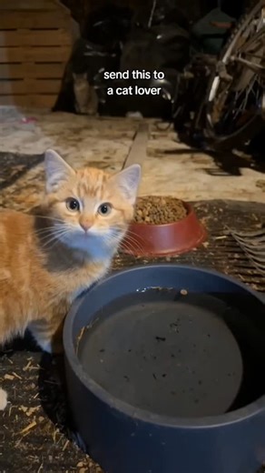 Cat_toad on Instagram: "#funnycats #usareels"