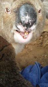 I had no idea Koala's sound like this 😳😂 | UNILAD