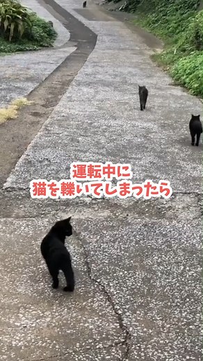 もし、運転中に猫を轢いてしまったら。 猫は突然、道路に飛び出してくることがあります。 もし、轢いてしまったら車を安全な場所へ停め、落ち着いて行動しましょう。 そして、すぐに動物病院へ連れて行ってください。 すでに息をしていなかった場合は、自治体へ連絡して対応を依頼してください。 猫に限らず、犬や野生動物も、もしものときに正しい行動をすることで救える命があります。 #ロードキル #猫がいる暮らし #猫を轢いてしまった | どうぶつ基金
