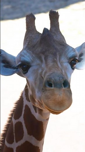 The Many Faces of the Cheyenne Mountain Zoo 🦒