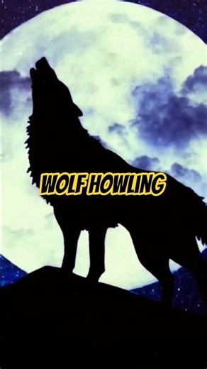 Real Wolf Howling Sounds | Haunting Pack Howling & Lone Wolf Calls