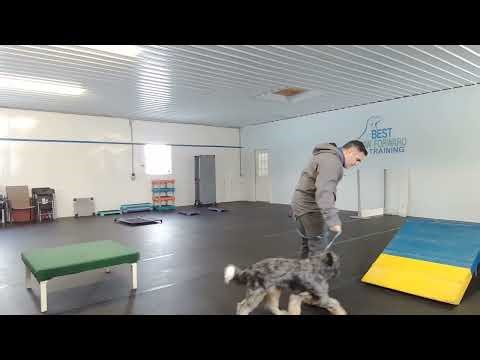 Bear Bernedoodle BPF Board and Train Behavior chains through agility