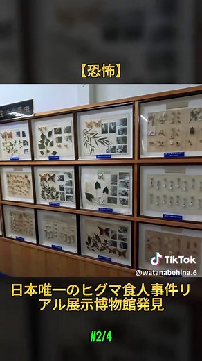 ヒグマと日本の珍しい動物展示博物館ガイド