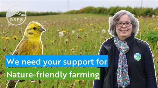 Did you know that over 75% of Northern Ireland is farmed? That's why investing in nature-friendly farming is the best chance we have of seeing our wildlife recover and thrive. Farms don’t just feed people — they feed nature too 🌾 From Yellowhammers to Barn Owls, we need to protect the land that supports our wildlife. 71% of people in NI support public money going to farmers to address the nature and climate emergency. Join us as we ask Minister Andrew Muir to support an ambitious ‘Farming with 
