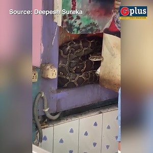 42K views · 285 reactions | #VIDEO | A Large Burmese Python was discovered at a sweet shop in Bongaigaon. Video source: Deepesh Sureka | GPlus | Facebook