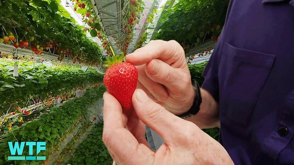 Dyson Reveals Futuristic Farming Vision