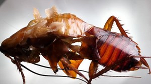 Close Pesky Cockroach Insect Stock Footage Video (100% Royalty-free) 1045779211 | Shutterstock