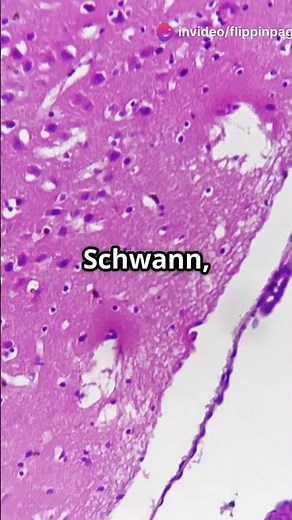 The Wacky History of Cell Theory!