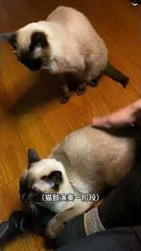 Cuddle with the Adorable Siamese Siblings: A Feel-Good Journey