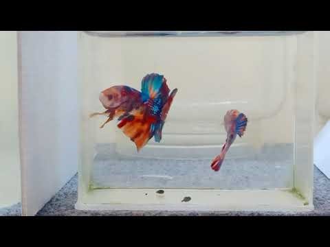 Most Exotic Betta: Fish Varieties that will amazing you.