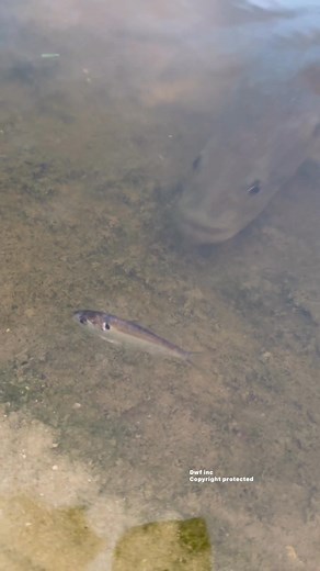 Monster takes stunned threadfin shad #fishing #bassfishing #bigfish | Dustin Wilks