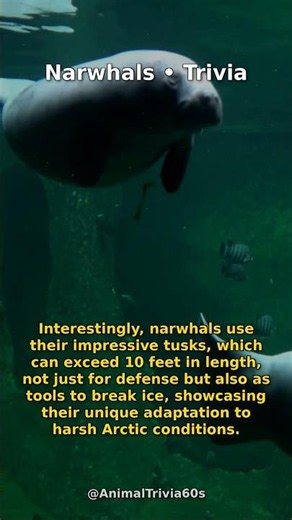You Won't Believe How Long Narwhals Can Hold Their Breath