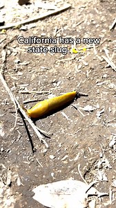The banana slug has been officially deemed the California state slug🎉🍌🌞! These iconic yellow friends are found in shady, damp ecosystems around the #GGNRA (like Muir Woods) — watch your step while hiking! Banana slugs are one of the slowest animals on EARTH, but they’re a vital part of the ecosystem. Remember, even though they’re super cute, please refrain from kissing banana slugs. Enjoy them respectfully from a safe distance. To learn more fun facts about our new state slug, click the link: