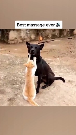 Here’s me commentary on a cat pleasuring a dog 🔊🎙 #ozzyman #ozzymanreviews #aussie #cat #catsoftiktok #dog #dogsoftiktok #funny #fyp #foryou #foryoupage