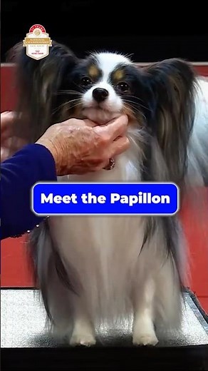 Meet the Papillon