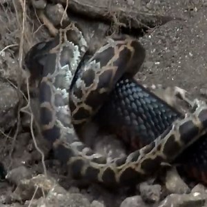 13M views · 53K reactions | Keng cobra hunt Python snake | J chandola | Facebook