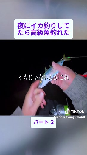夜にイカ釣りしてたら高級魚釣れた #2 #釣りドラ #釣りに行く #fishinglife #fishing #videoviral #japan #foryoupage❤️❤️ #fyp #viral