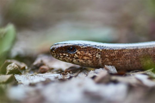 It looks like a snake, but this UK reptile is actually a legless lizard