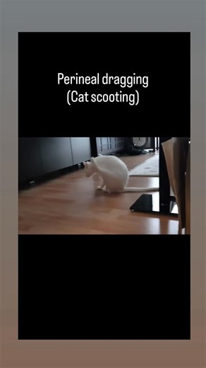 VET DRUGS (PawsLyf) | Perineal dragging in cat - dragging its bottom across the floor is usually a sign of discomfort or irritation around the anal region, often... | Instagram