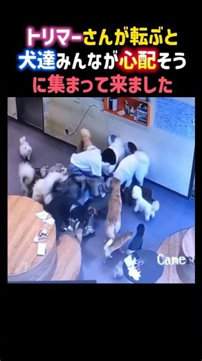 When the groomer fell, all the dogs gathered around, looking worried.