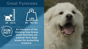 Great Pyrenees are known for being calm, patient, and smart. This kind of temperament helps when it comes to training. Our Perfect Start™ Plus Training ensures a safe and stress-free adjustment for them when learning to use an outdoor containment system. | Invisible Fence Brand