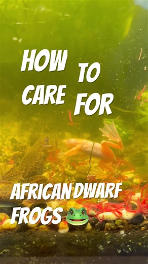 How to care for AFRICAN DWARF FROGS