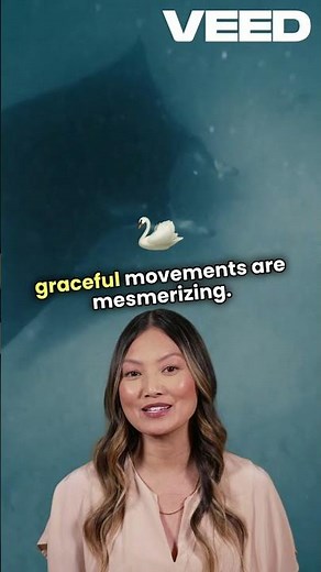 Majestic Manta Rays: Ocean Giants Unveiled | Underwater Wonders Documentary