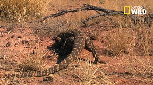 51K views · 1K reactions | Le varan d'Australie peut mesurer plus de 2 mètres de long et peser plus de 15 kilos. Ce qui ne l'empêche pas de courir jusqu'à 40 km/h. | Nat Geo Wild France | Facebook