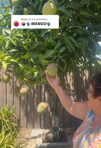 Best Mango Tree Care Tips in Australia