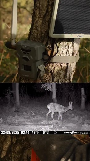 🦌 Rehbock in Niedersachsen… 🦌 schöne Einblicke, oder? . 🎥 Flex M Wildkamera mit mobiler Übertragung der Aufnahmen direkt auf die Handy App und mit Solarpanel @spypointcamera_eu und @eurohunt_official . Follow @bushcraft_alli and @hunting.alli . Werbung - muss man hier sagen… #teamspypoint #spypoint #huntinggear #wildkamera #jagdindeutschland | Bushcraft Alli