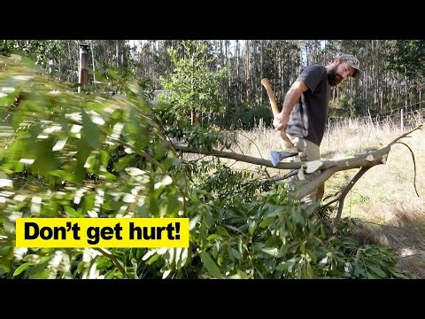 Limb a Tree Like a Pro (Safe Axe Technique)