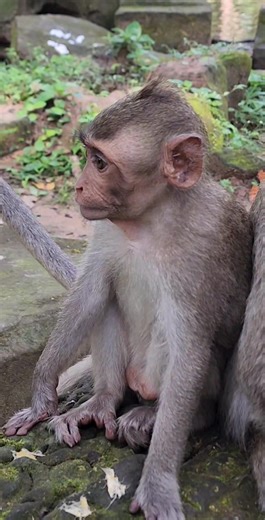 beautiful happy playful excited monkey incredible action #shorts #shortvideo #shortsfeed | Jane Jonna Jazzy