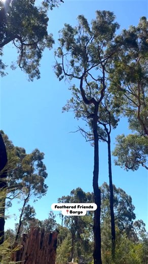 The Black Cockatoo Conservation Experience 🐣 👉 Click Black Cockatoo Experience 👉 www.featheredfriends.com.au #bird #birds #cockatoo #blackcockatoo #parrot #conservation | Feathered Friends