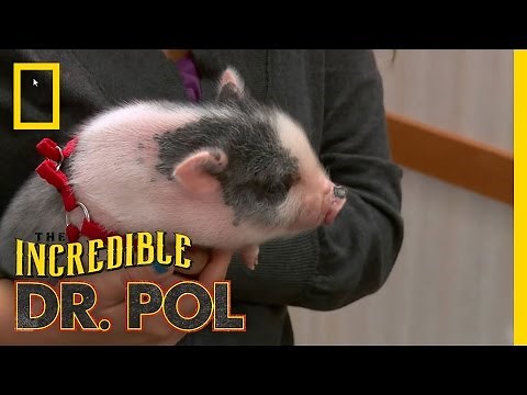 Feisty Squealer | The Incredible Dr. Pol