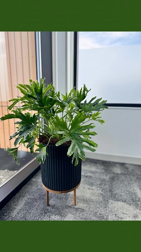 🌿Huge shoutout to @creditunion1 for trusting Green Connection with all their interior and exterior plant needs! 🌱✨ We’re beyond thrilled to have provided the greenery for their gorgeous new Wasilla branch - a space that reflects their commitment to serve ALL Alaskans and provide a vibrant and welcoming environment. Thank you, CU1 fam, for letting us part of your journey and growth! Your trust means a lot to us! 💚 #greenconnection #alaska #houseplants #smallbusiness #community #plantsmakepeopl