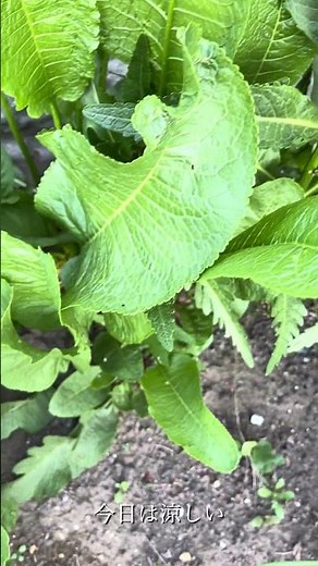 【家庭菜園】山わさび #gardening #山わさび #garden #庭作業 #nature #家庭菜園 #farming #再生栽培
