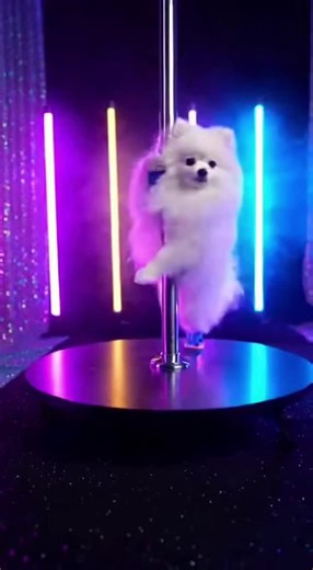 白ポメ、ポールダンスで見事な演技🐶 #ポメラニアン #AI動画 #癒し動画 #犬のいる生活 #CuteDogs