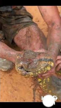 Look at the size of this anaconda..... #biomes #amazingnature #snake #amazon