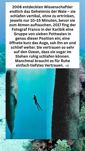 Wie Riesen schlafen 🐋. #SchlafendeRiesen #WalLeben #OzeanVertrauen