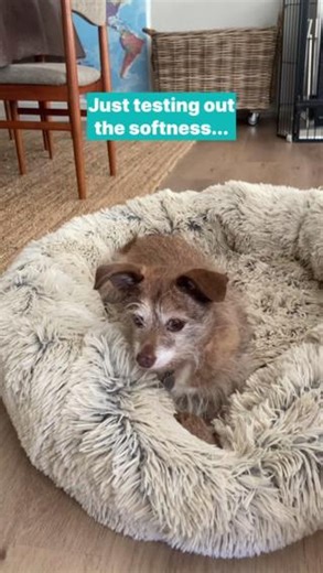The stages of testing your Paws for Life Cosy Calming bed 🐶😴 #PetSquad #DogBeds #PetCircle | Pet Circle