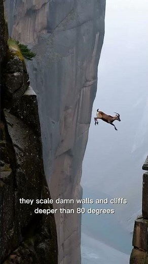 How a Goat climbs a vertical wall..