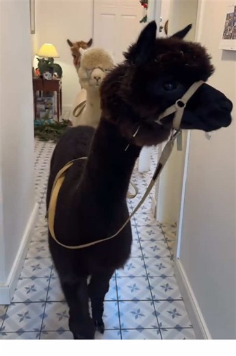 Happy Fluffy Day #alpaka #alpacas #alpaca #adoption #alpacasoftiktok