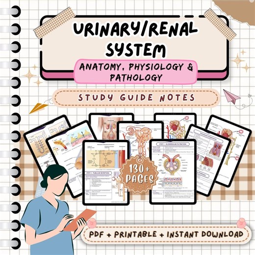 Urinary Renal System Notes - Anatomy, Physiology & Pathology | Nursing Study Guide | Nurse Notes | Medical Notes | Nursing Notes NCLEX PDF - Etsy