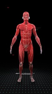 The Human Body Revealed Like Never Before 👁️🔥 . . Experience the human body in a way you’ve never seen before. This full 3D animation reveals every system of the body — skeleton, muscles, organs, blood vessels, nerves, and more — all shown layer by layer in stunning detail. Watch how the body transforms as each system appears and connects: the beating heart, the lungs expanding, the digestive system folding perfectly into place, the nerves branching like a living network, and the muscles wrapp