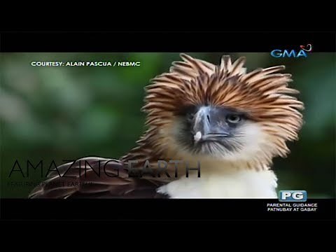 Amazing Earth: Philippine Eagle 101