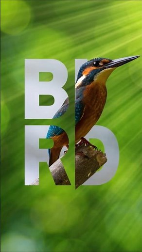 Create a Stunning 3D Bird Image | Easy Tutorial for Beginners #BirdDesign #canva