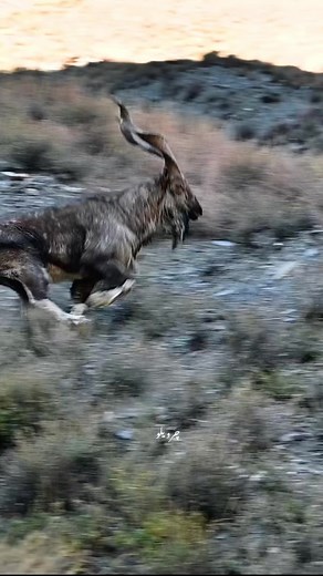 Markhor - Pakistan's National Animal in the Wild