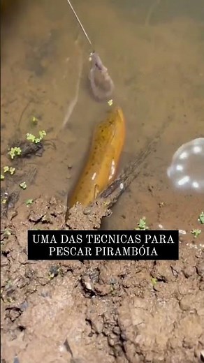 COMO PESCAR PEIXE FÁCIL | PIRAMBÓIA e MUSSUM FRITO