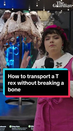 Transporting a 66 Million Year Old T rex: Victoria's Journey from South Korea to Australia