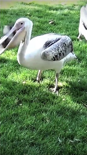 The Walking Coffin | Pelican vs Pigeon 😳💀 #shorts